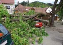 Kwikfynd Tree Cutting Services
jancourteast