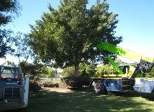 Kwikfynd Tree Management Services
jancourteast
