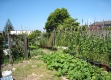 Kwikfynd Vegetable Gardens
jancourteast